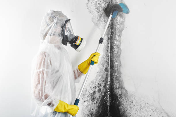 Best Post-Remediation Verification Testing  in Lebanon Junction, KY