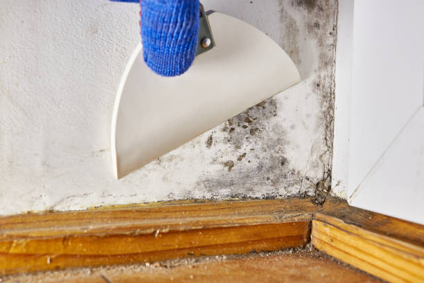 Best Dehumidification Services  in Lebanon Junction, KY
