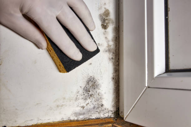 Best Mold Prevention Services  in Lebanon Junction, KY
